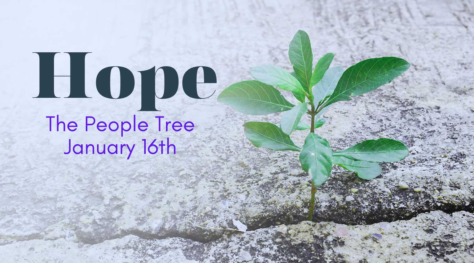 The People Tree - Hope 